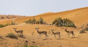 غزلان الريم العربى تغزو منتجع الريتز كارلتون برأس الخيمة