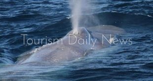 الحكومة تنفى ثورة حوت مطروح .. وذعر بين الأهالى ..وتراجع صاحب الفيديو
