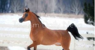 شتاء بارد جداً على الخيول العربية .. ومخاوف على السياحة