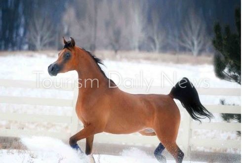 شتاء بارد جداً على الخيول العربية .. ومخاوف على السياحة