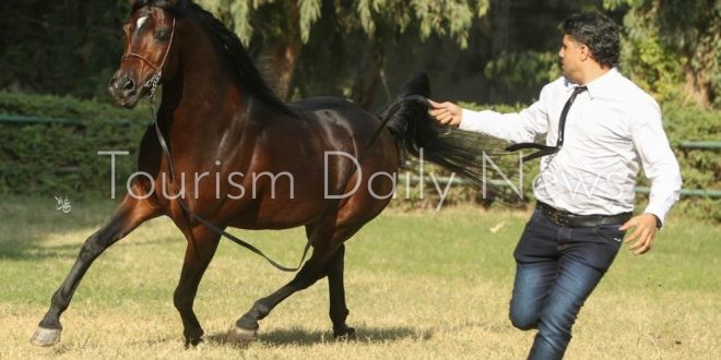 محطة الزهراء للخيول العربية تنظم عرض الطلائق بمناسبة بدء موسم التربية والتزاوج.