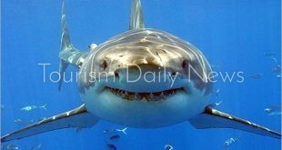 باحثون أميركيون يعثرون على أكبر سمكة هامور بساحل فلوريدا