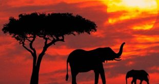 مشروع كهربائى ضخم يهدد السياحة البيئية فى أوغندا