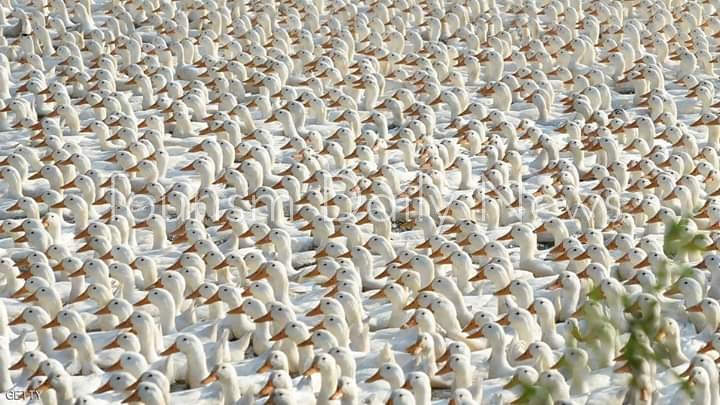 الصين تبتكر طريقة جديدة لمكافحة أسراب الجراد فى باكستان