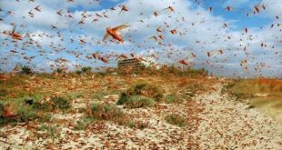 الصين تبتكر طريقة جديدة لمكافحة أسراب الجراد فى باكستان