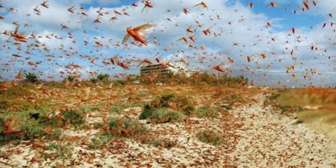 الصين تبتكر طريقة جديدة لمكافحة أسراب الجراد فى باكستان