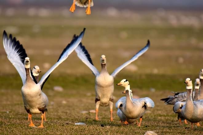 الصين تبتكر طريقة جديدة لمكافحة أسراب الجراد فى باكستان