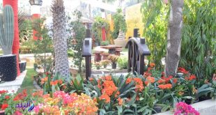افتتاح معرض زهور الربيع نهاية الشهر بمشاركة 85 عارضاً