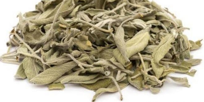 المريمية لتنقية الهواء فى منازلكم والقضاء علي الجراثيم