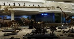 الزراعة والسياحة تطلقان زيارة افتراضية للمتحف الحيواني بالجيزة