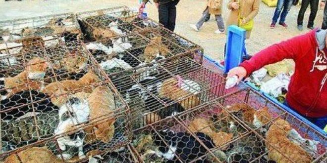 الصين تزيل الكلاب والقطط من قائمة الحيوانات المسموح بأكلها
