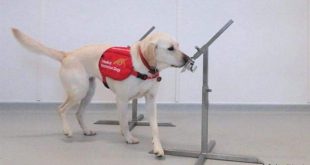 دراسة إنجليزية تؤكد قدرة الكلاب علي كشف مصابي الملاريا