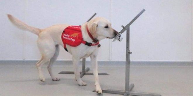 دراسة إنجليزية تؤكد قدرة الكلاب علي كشف مصابي الملاريا