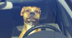 شرطة سياتل تطارد سيارة مسرعة اصطدمت بعربات متوقفة  لتكشف مفاجأة