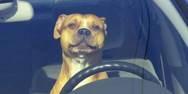 شرطة سياتل تطارد سيارة مسرعة اصطدمت بعربات متوقفة  لتكشف مفاجأة