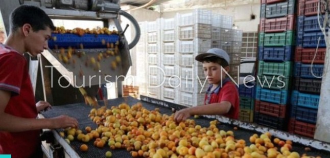 قمر الدين .. ضيف رمضان الدائم .. مشروب له تاريخ3