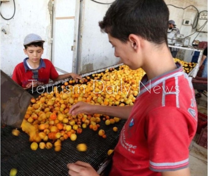 قمر الدين .. ضيف رمضان الدائم .. مشروب له تاريخ4