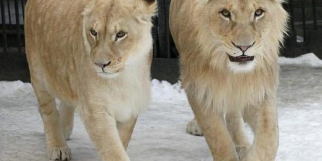 أسدان يهاجمان عاملة في حديقة حيوانات .. ويصيباها بجروح خطيرة