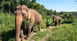 أفيال تايلاند تغادر البلاد بعد إنخفاض أعداد السياحة تعرف على السبب