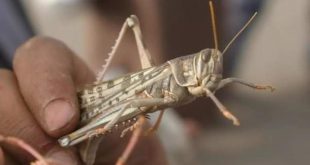 الجراد الصحراوي يهاجم الإيرانيين ويخرب القطاعات الزراعية في 7 محافظات