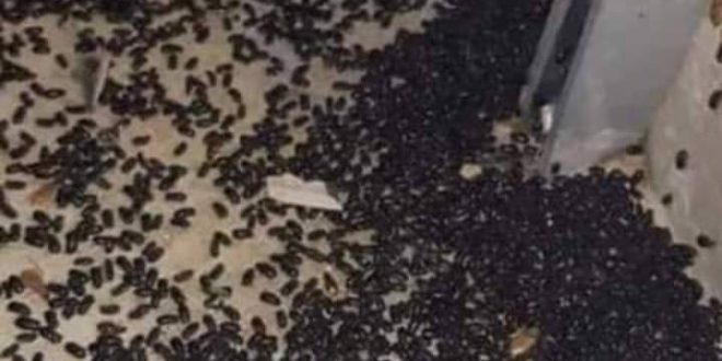 الحشرات تهاجم لبنان بكثافة والدفاع المدنى يفشل فى ردعها