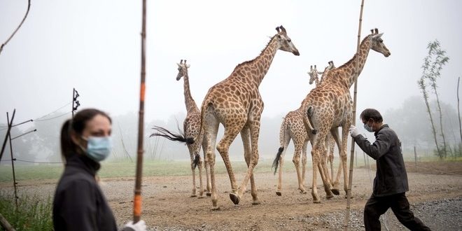 الرحلات الإفتراضية تغزو أفريقيا وتضع حداً للأساطير مع انتشار كورونا