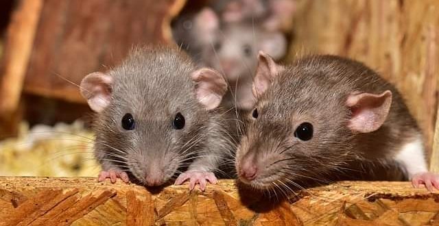 الصين تتعرض لوباء جديد بسبب الفئران بعدما تجاوزت محنة كورونا