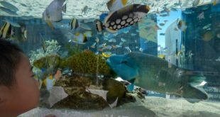 اليابان نشر لقاءات مصورة للمتاحف والحيوانات المائية لتسلية المواطنين