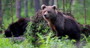 دببة إستونيا تجبر السكان على البقاء في منازلهم