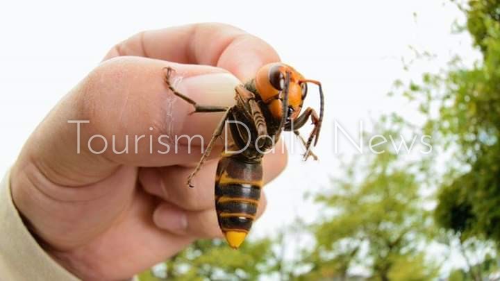 وباء جديد يضرب أمريكا وواشنطن تتعرض لهجمات شرسة من الدبابير القاتلة