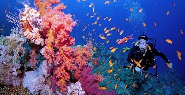 10 مراكز للغوص والأنشطة البحرية و6 يخوت تحصل على شهادة السلامة الصحية