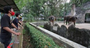 إندونيسيا تفتح أبواب أقدم حديقة حيوان وتسمح بدخول عدد محدود من الزائرين