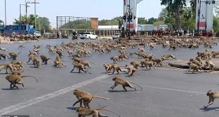 فيديو.. القرود تغزو مدن سياحية فى تايلاند بسبب كورونا