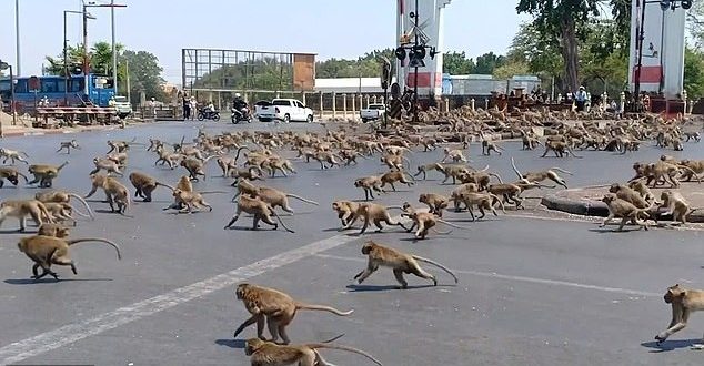 فيديو.. القرود تغزو مدن سياحية فى تايلاند بسبب كورونا