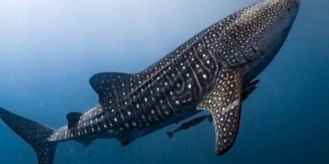 اكتشاف أسنان في عيون أسماك القرش الحوتي