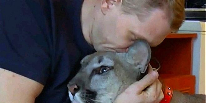 الشرطة البولندية تعلن استسلام الجندي الهارب وأسده بعد 3 أيام فى الغابات