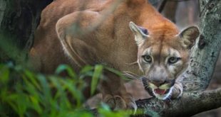 الشرطة البولندية تكثف البحث عن أسد وصاحبه