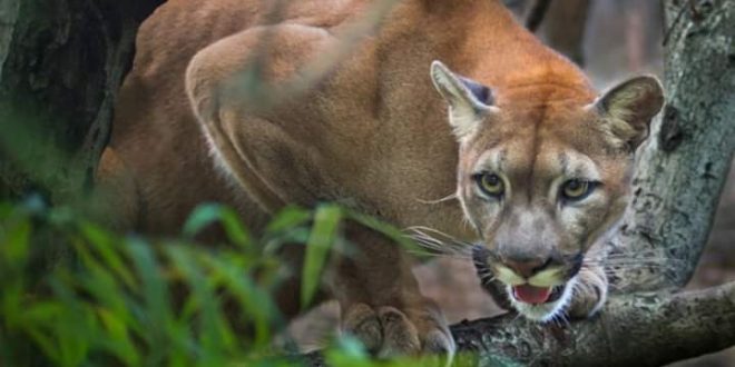 الشرطة البولندية تكثف البحث عن أسد وصاحبه