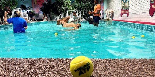 دبي تأسس منتزة مائي للعناية بالكلاب في الصيف الحار