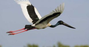 اللقلق الأبيض أهم الطيور المهاجرة يظهر فى سماء جنوب سيناء2