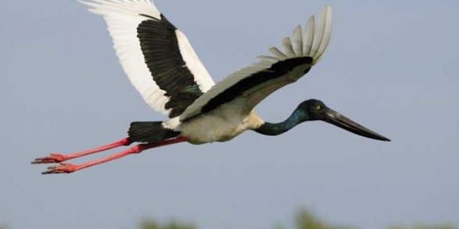 اللقلق الأبيض أهم الطيور المهاجرة يظهر فى سماء جنوب سيناء2