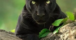 ثلاث سنوات و10 ساعات لتصوير النمر الأسود