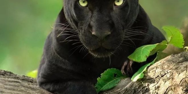 ثلاث سنوات و10 ساعات لتصوير النمر الأسود