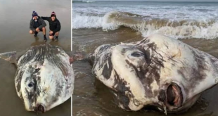 سمكة الشمس تثير رعب السياح في إستراليا