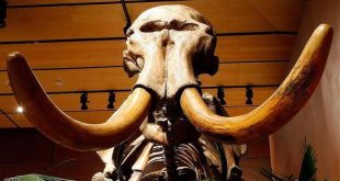 علماء الحفريات يعثرون على هيكل عظمي لماموث عمره 10000 عام