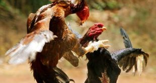 مصارعة الديوك أونلاين في الفلبين خوفاً من ملاحقة الشرطة 