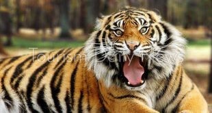 نمور تايلاند مهددة بالإنقراض .. ومنظمات قد تخل بالبيئة