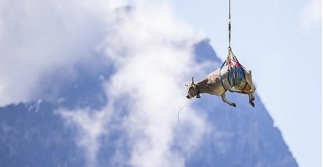 بقرة تطير فوق جبال الألب بسويسرا... بالصور