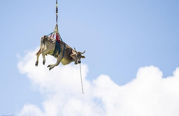 بقرة تطير فوق جبال الألب بسويسرا... بالصور