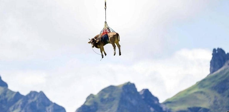 بقرة تطير فوق جبال الألب بسويسرا... بالصور